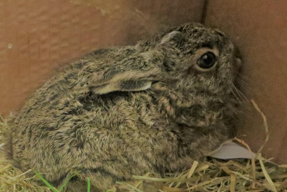 «Così si salvano i cuccioli di lepre» 