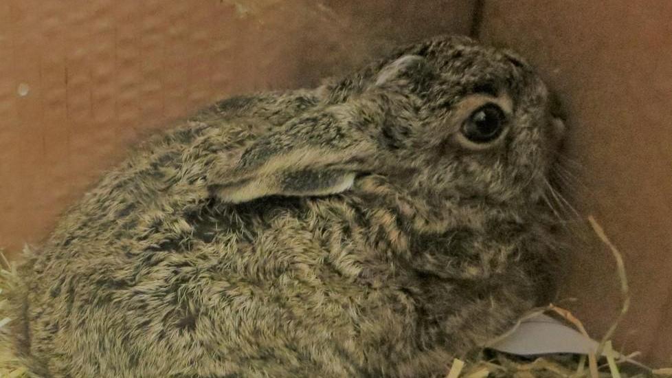 «Così si salvano i cuccioli di lepre»