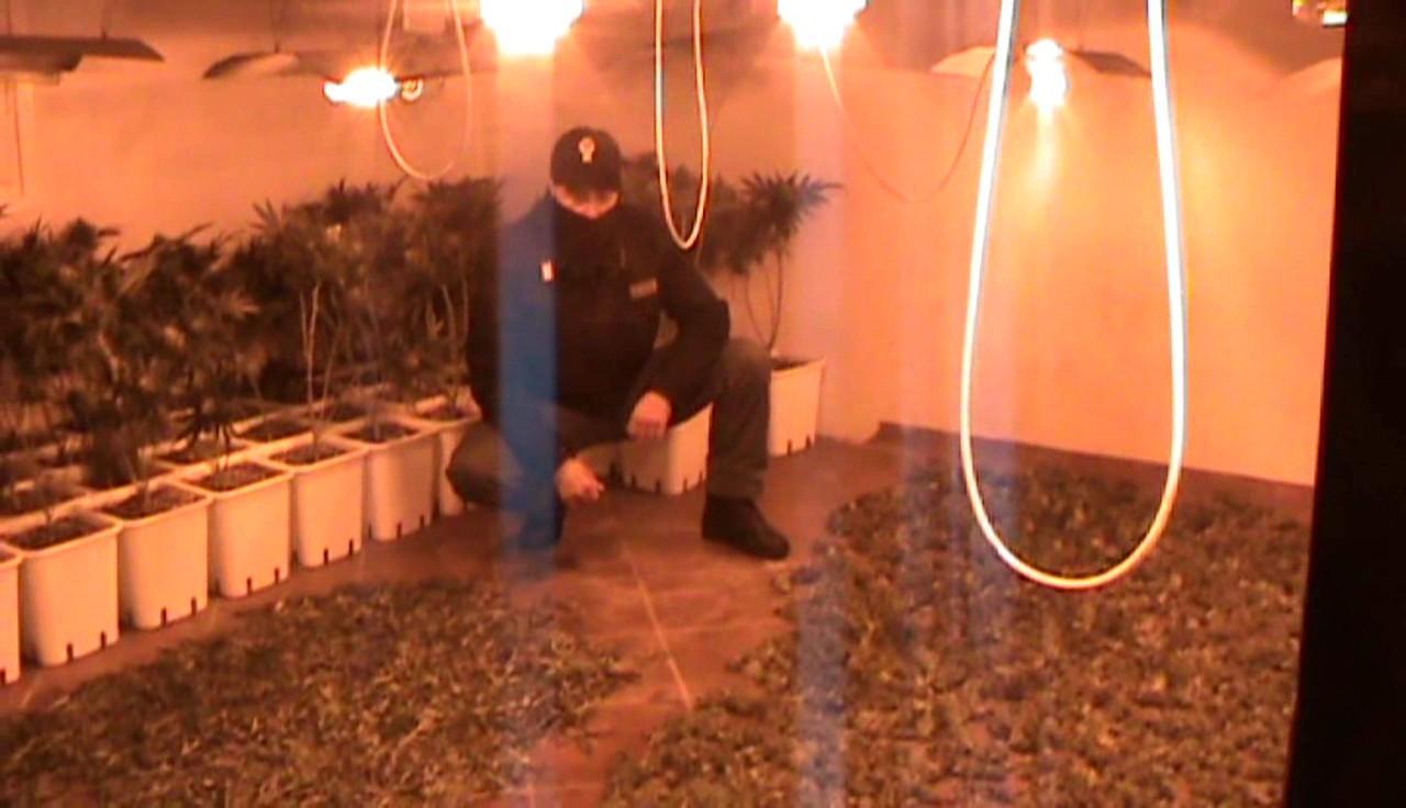 Droga, la Polizia scopre 50 chili e 200 piante di marijuana: due arresti