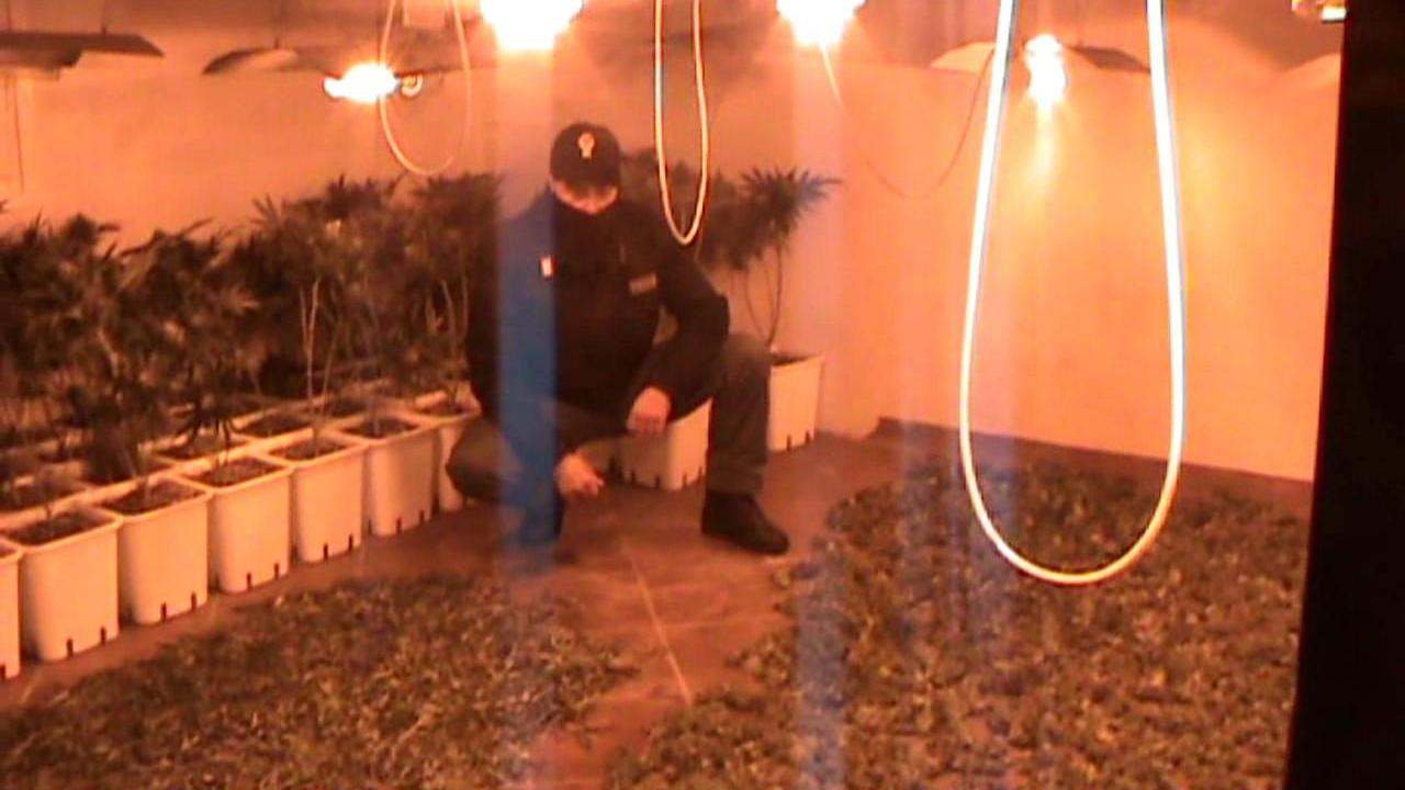 Droga, la Polizia scopre 50 chili e 200 piante di marijuana: due arresti