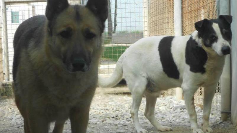 Nelly fugge e torna al canile per stare vicino ad Amedeo