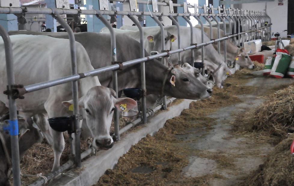 Agricoltura, i contributi li pagherà Argea 