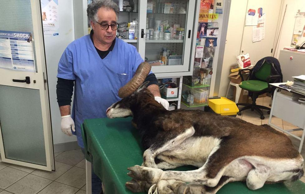 Muflone salvato dai forestali 