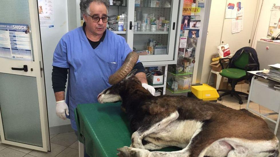 Muflone salvato dai forestali