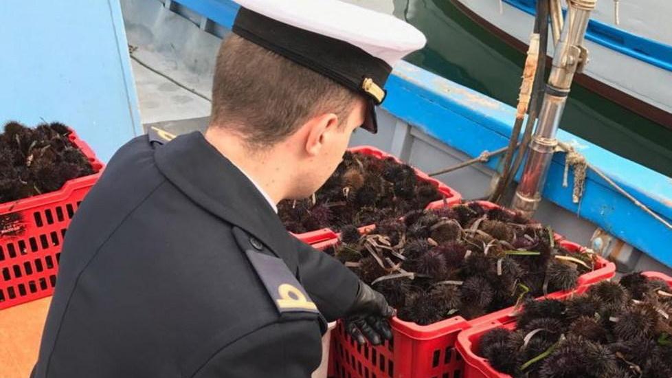 La Capitaneria sequestra 200 chili di ricci