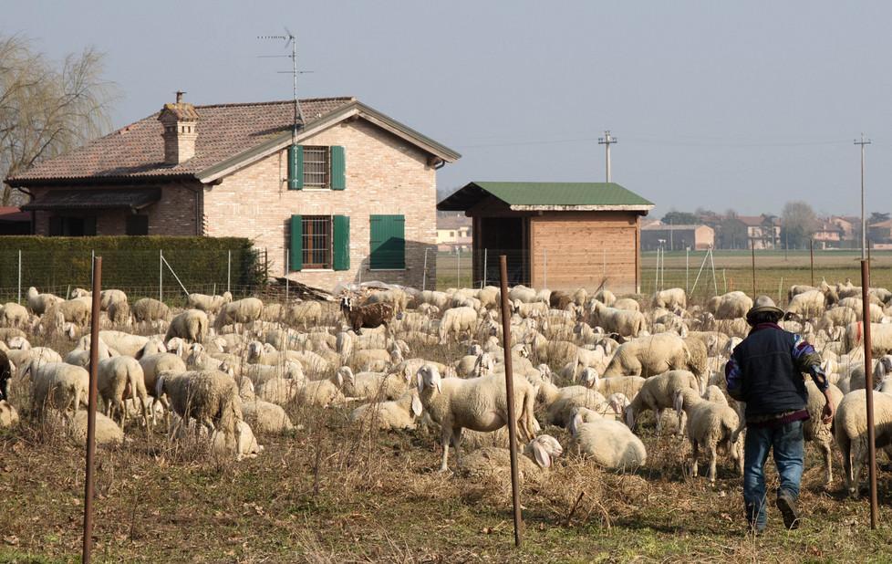 Le pecore della discordia «Mi rovinano il raccolto» 