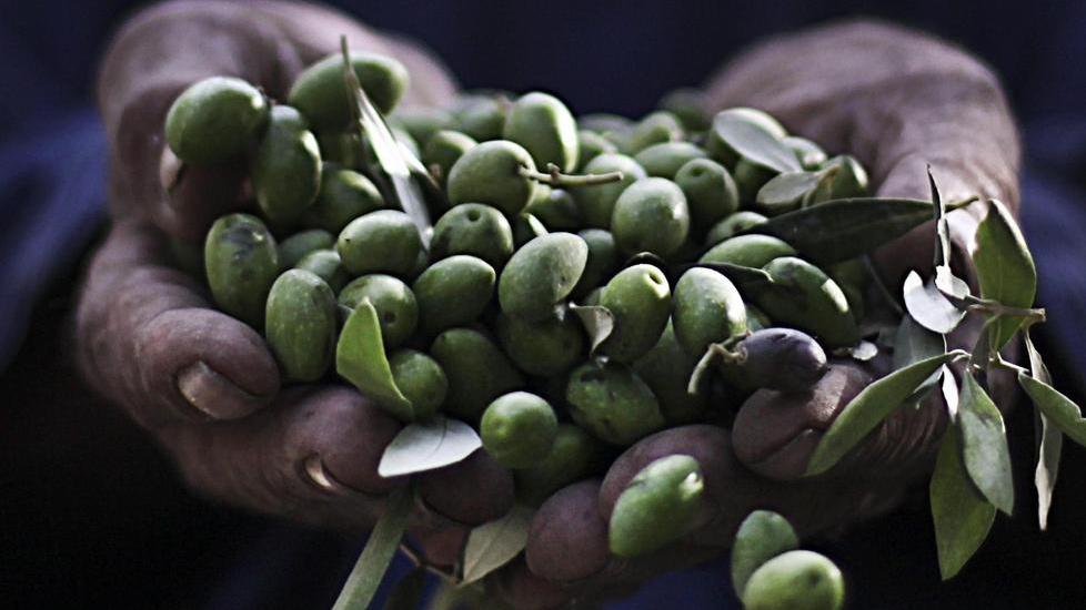 Olive dell'isola elisir di giovinezza, le aziende sarde "indicano" la strada a Chanel 