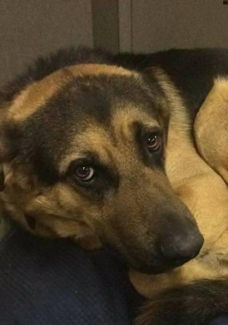Ritrovato il cane “rubato”