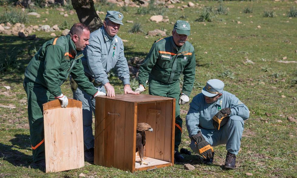 Nuoro, l’aquila reale torna nei suoi cieli 