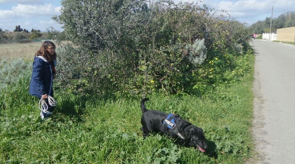 Battute nelle campagne con i cani molecolari 