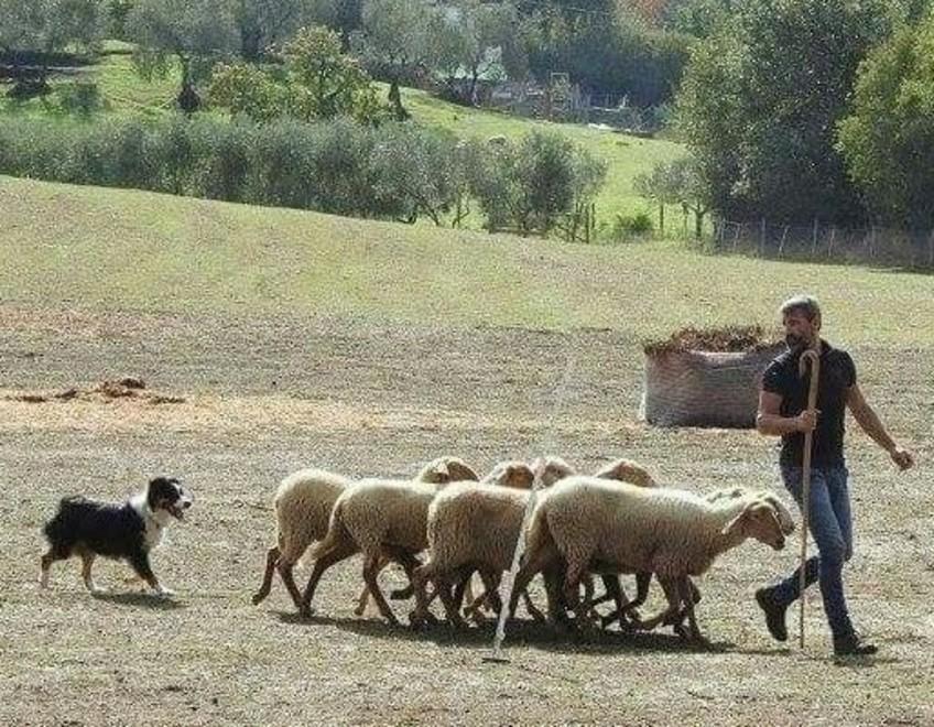 I cani da pastore vanno a lezione 