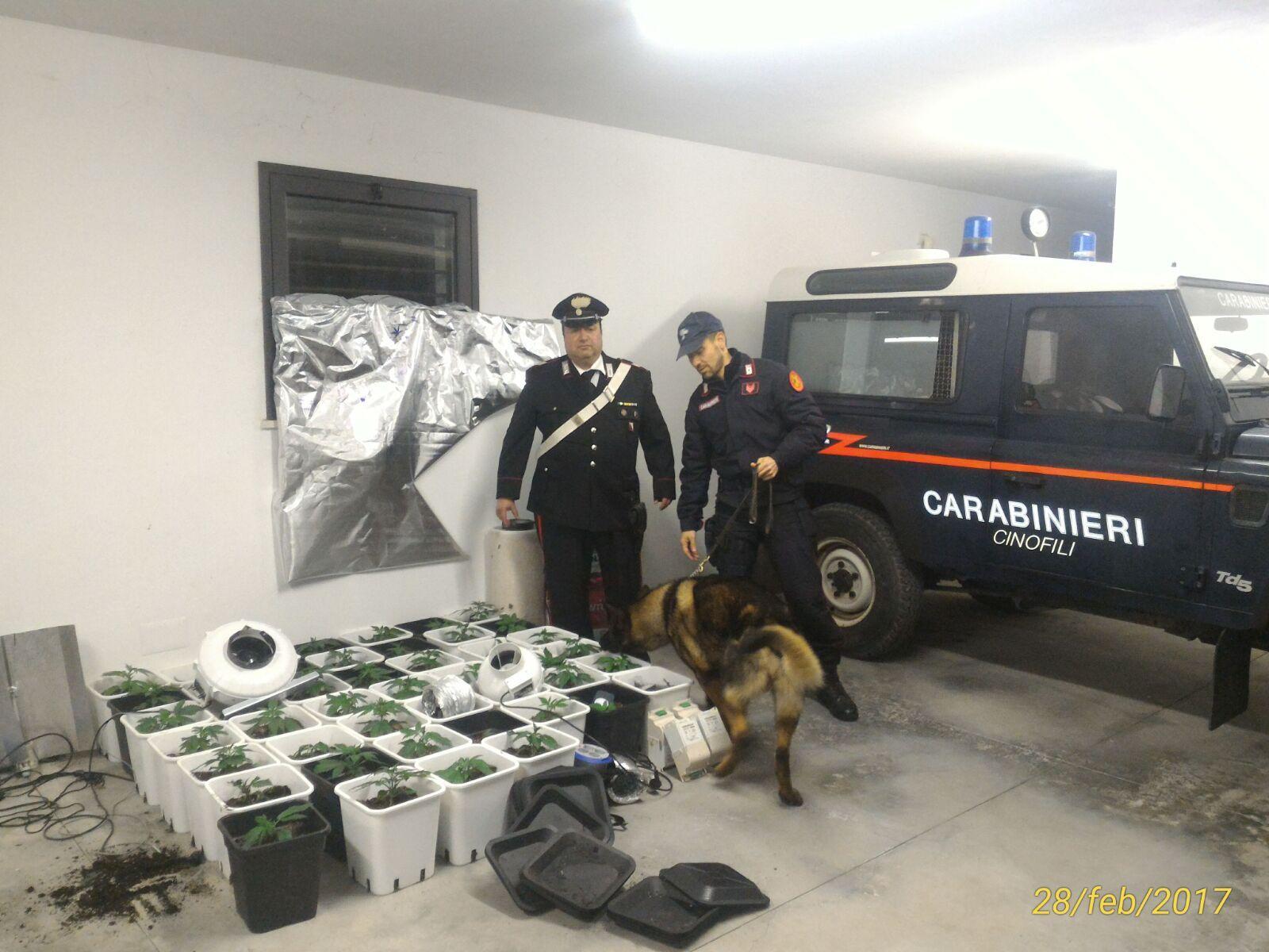 Pula: in casa serra di cannabis e market della droga, arrestato 22enne