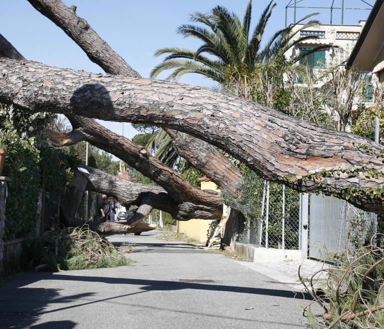 Saranno sostituiti i pali danneggiati dal vento