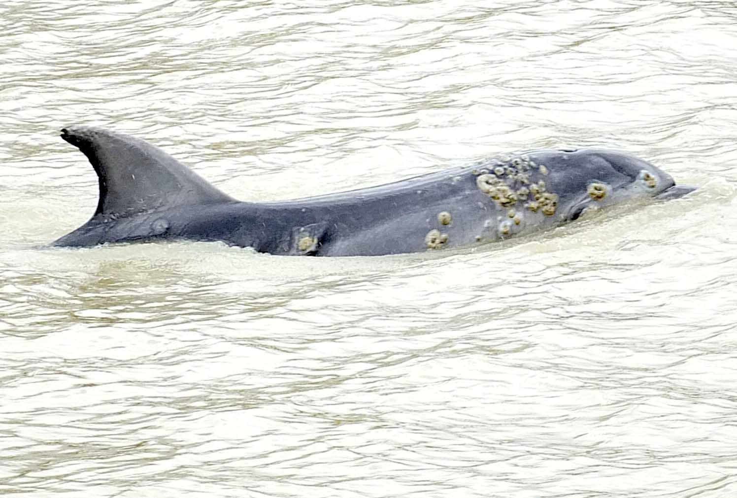 Il delfino nella foto di Fabio Muzzi
