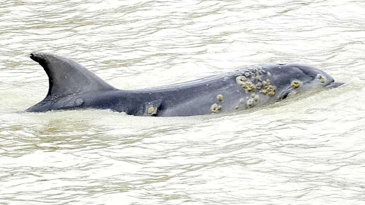 Il delfino nella foto di Fabio Muzzi