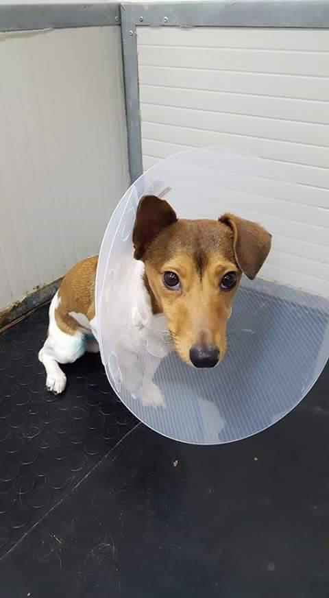 Caccia a chi mette esche per i cani 