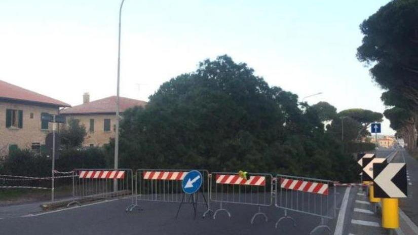 Pino si abbatte sull’Aurelia paura e traffico bloccato