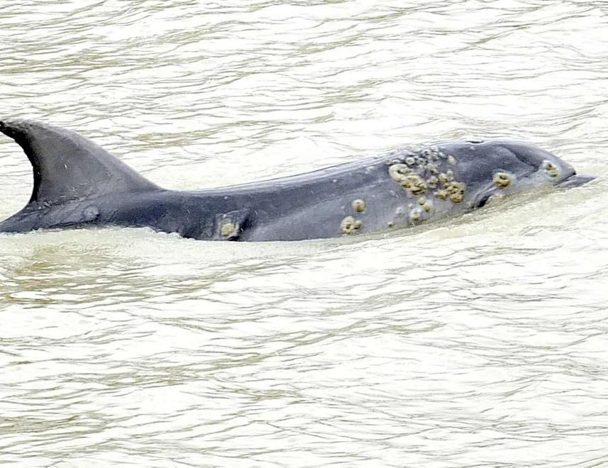 Il delfino nella foto di Fabio Muzzi