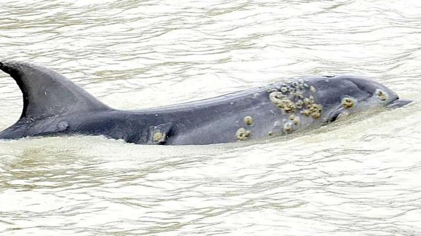 Il delfino nella foto di Fabio Muzzi