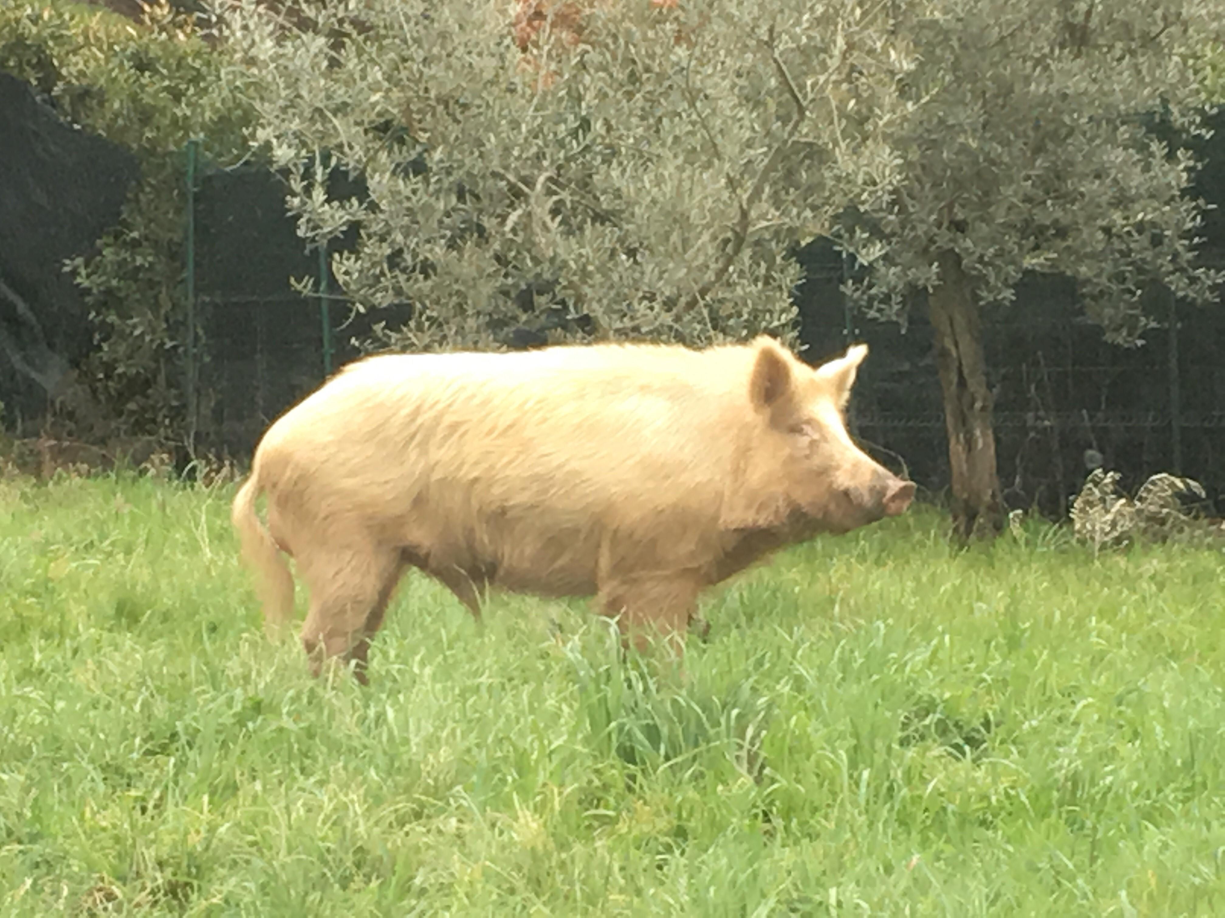 Il cinghiale ibrido albino