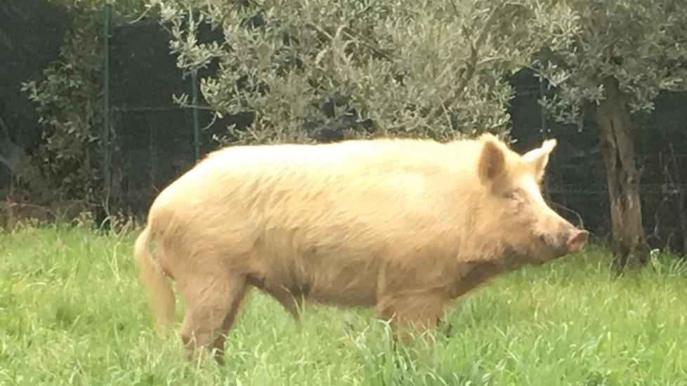 Sulle colline pratesi spunta un cinghiale bianco