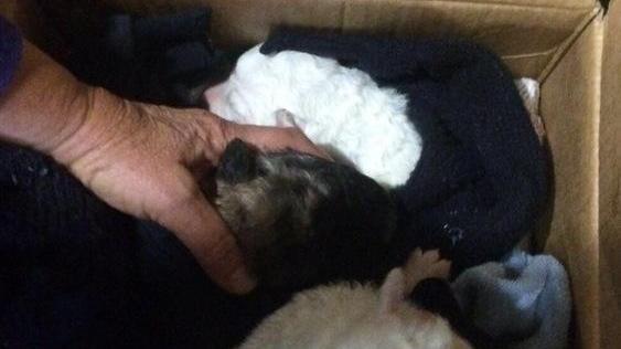 Selvena s’indigna: «Noi amiamo gli animali»
