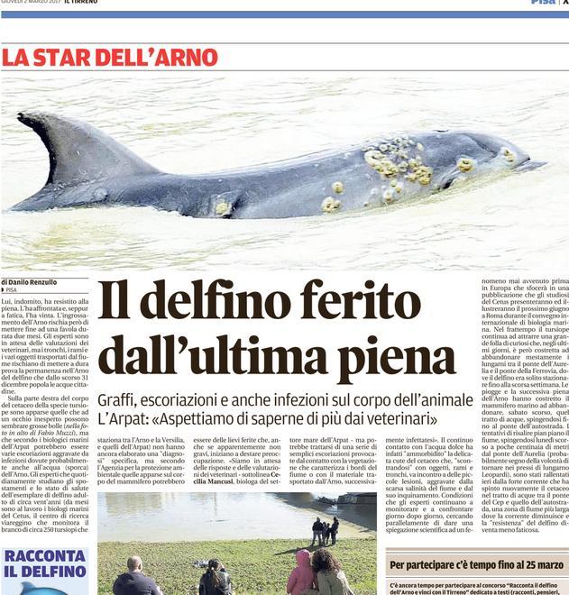 L’immagine choc delle ferite sul cetaceo