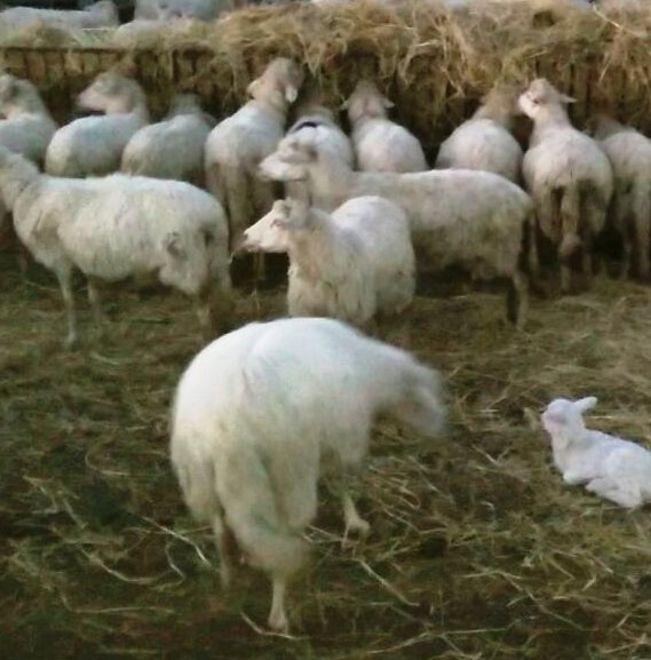 Focolaio di salmonellosi, azienda ovina in isolamento