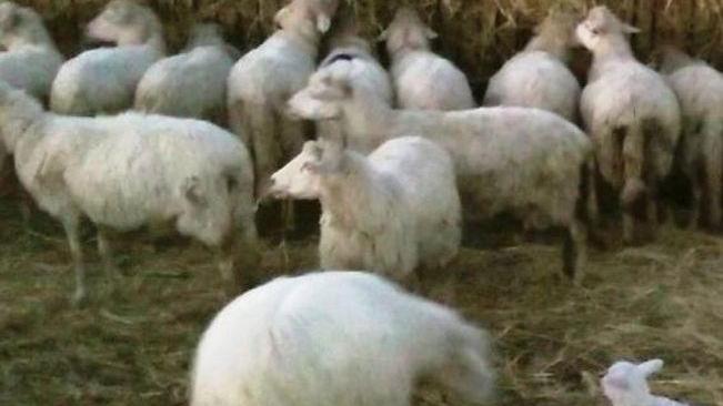 Focolaio di salmonellosi, azienda ovina in isolamento