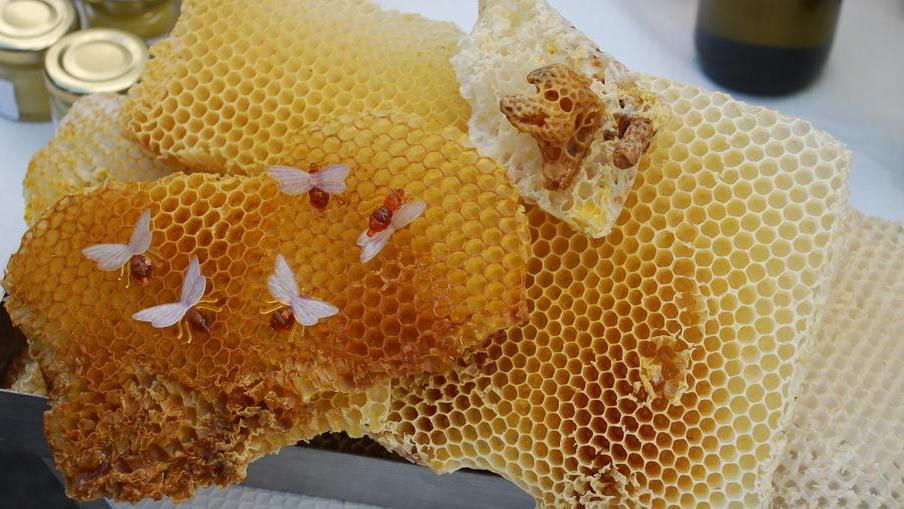 Degustazione del miele sardo, le iscrizioni al corso