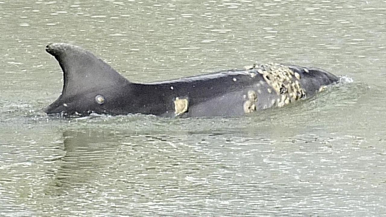 Il delfino dell'Arno fotografato il 3 marzo (foto Muzzi)