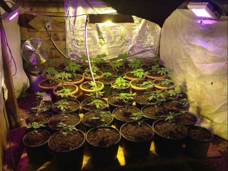 Coltiva droga in casa, arrestato 
