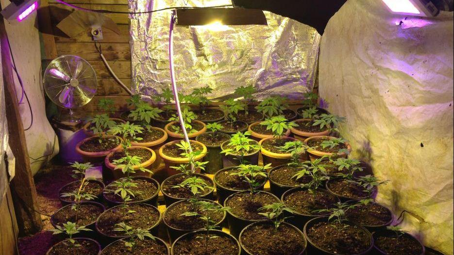 Coltiva droga in casa, arrestato