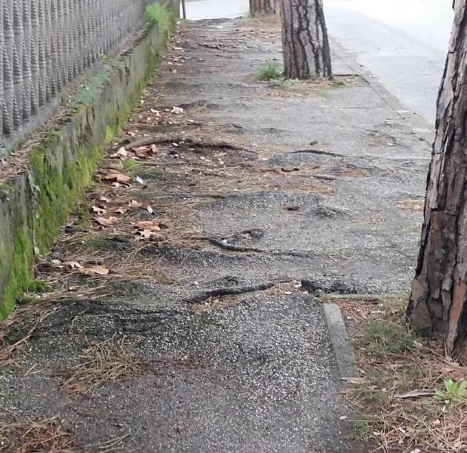 Quei marciapiedi danneggiati dalle radici dei pini