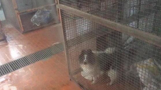 Mattatoio: lavori in corso, cani “prigionieri”