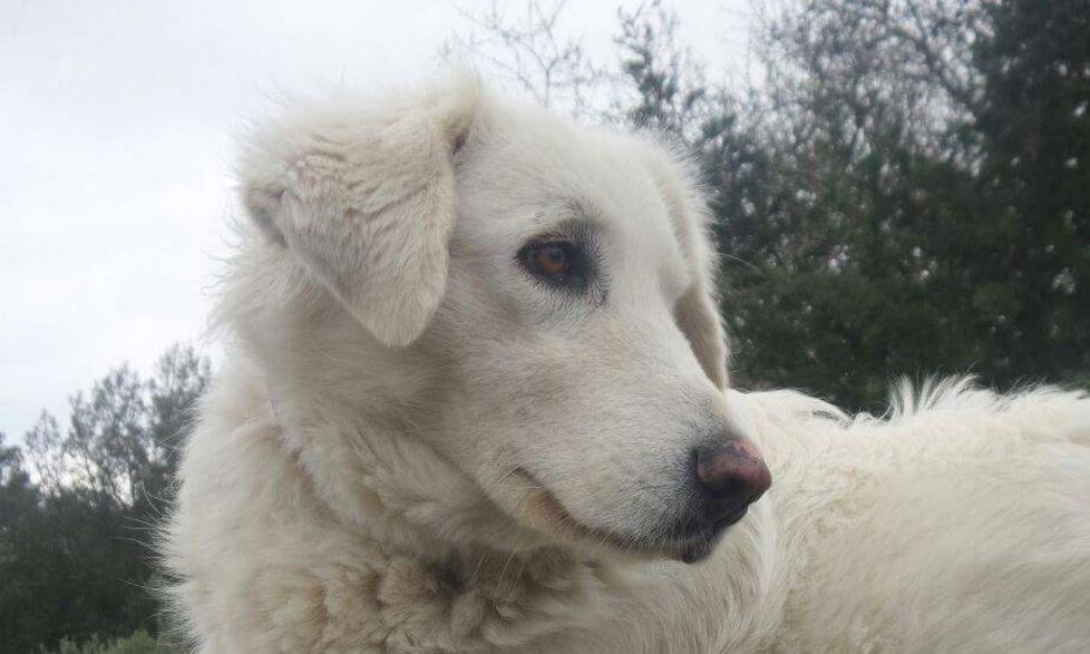 La cagnolina Bianca cerca casa