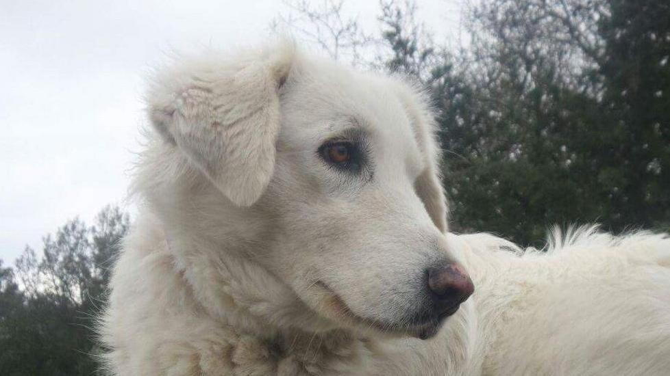 La cagnolina Bianca cerca casa