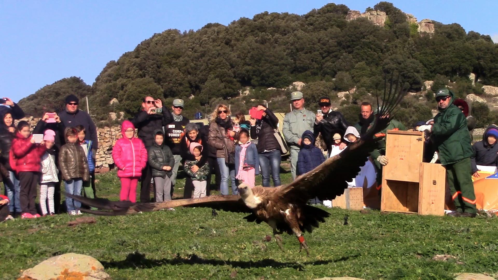 Il grifone Helmar è stato il primo a essere dotato di Gps