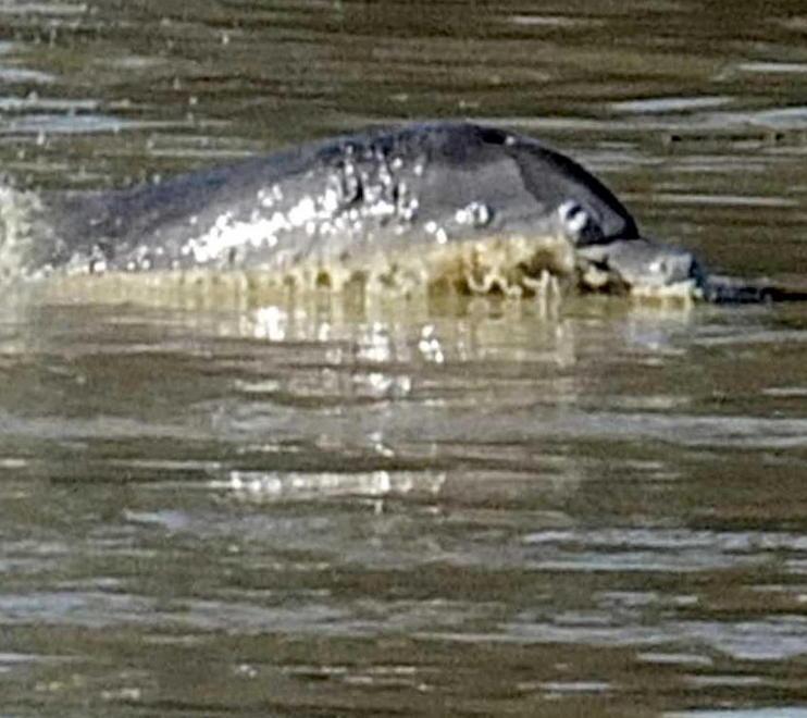 Il delfino pisano nei versi dei lettori 