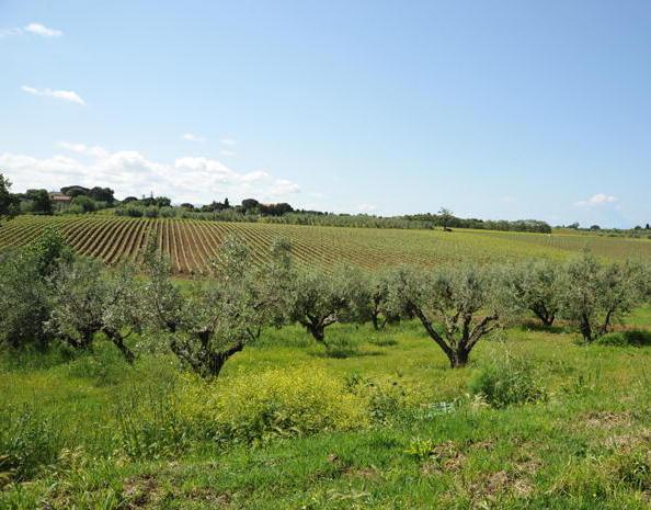 Asa cerca l’acqua nella zona del Paratino 
