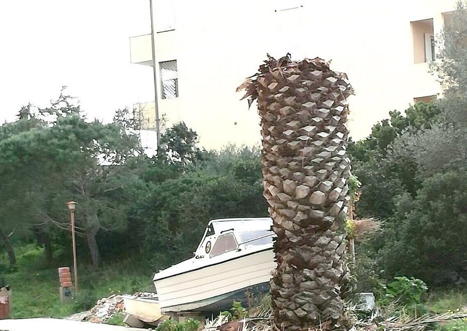 Decine di palme attaccate dal Punteruolo rosso