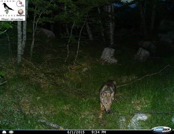 Il fermo immagine di un lupo ripreso nel parco delle Alpi Apuane