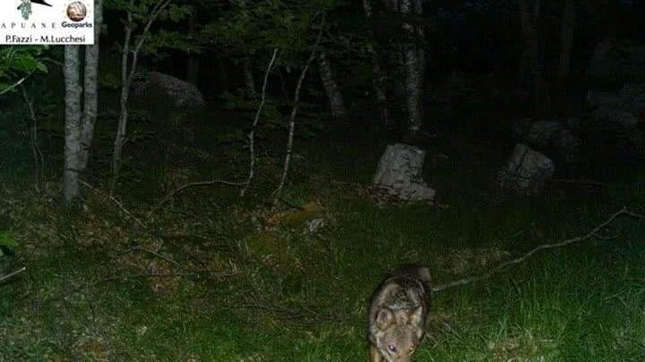 Il fermo immagine di un lupo ripreso nel parco delle Alpi Apuane