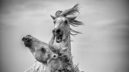 "La battaglia" foto di Alessio Marradi