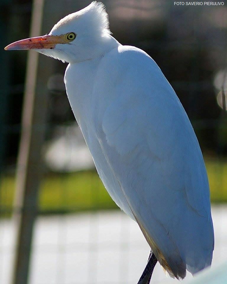 Lo splendido airone Guardabuoi (foto di Saverio Pierulivo)