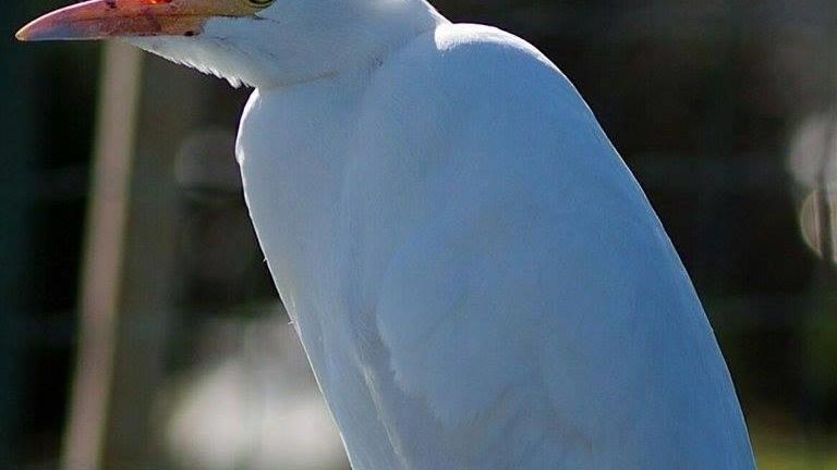 Lo splendido airone Guardabuoi (foto di Saverio Pierulivo)