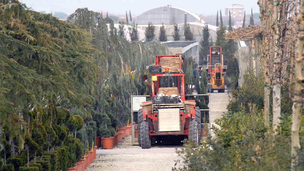 Pronto il contratto integrativo provinciale per i vivai: aumenti e più garanzie per i lavoratori