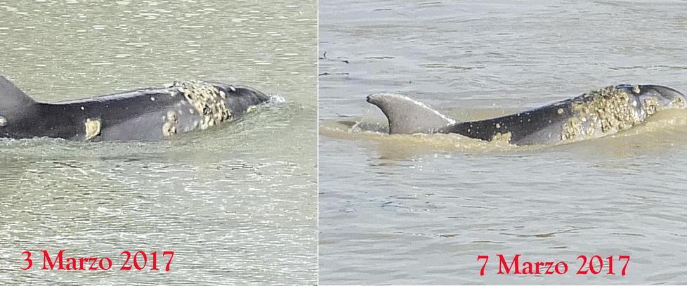 Slitta il salvataggio del delfino dell’Arno 