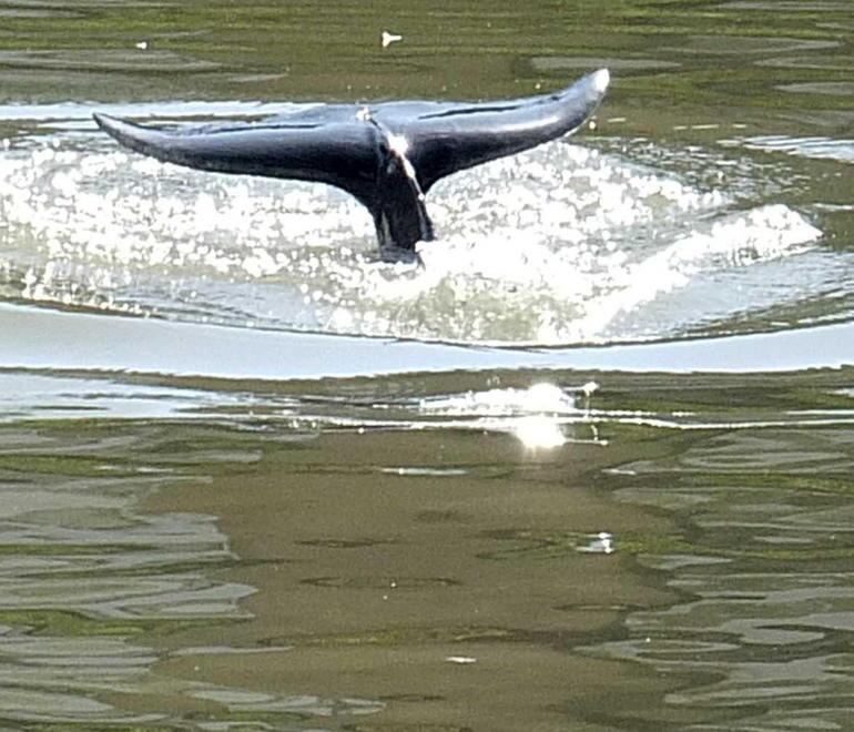 Slitta il salvataggio del delfino dell’Arno 