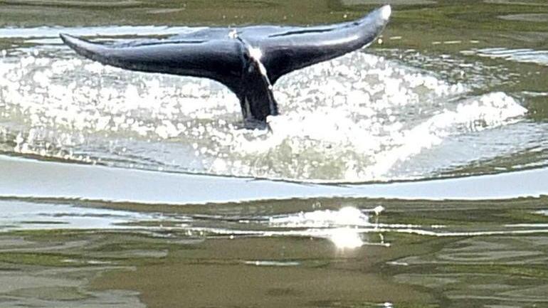 Slitta il salvataggio del delfino dell’Arno